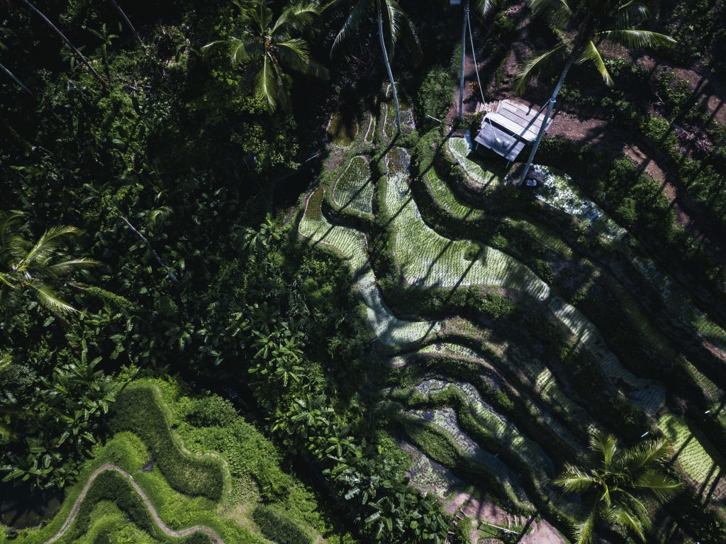 Tempat Wisata di Ubud
